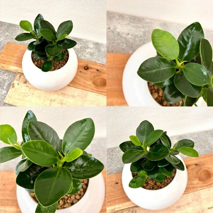 観葉植物現品販売