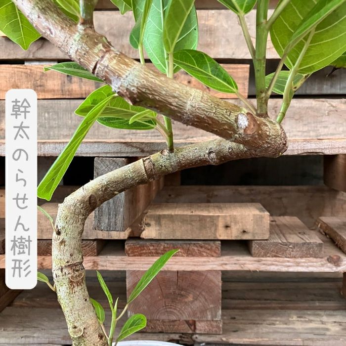 観葉植物現品販売