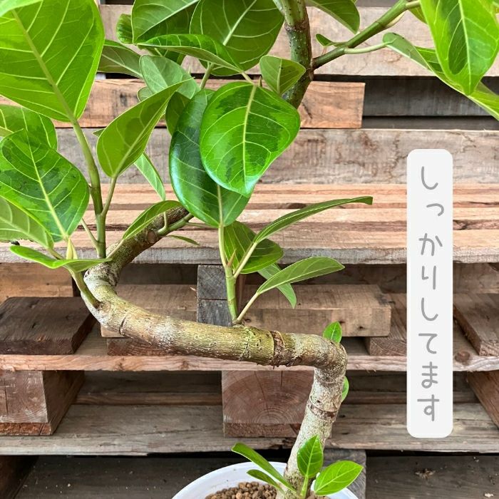 観葉植物現品販売