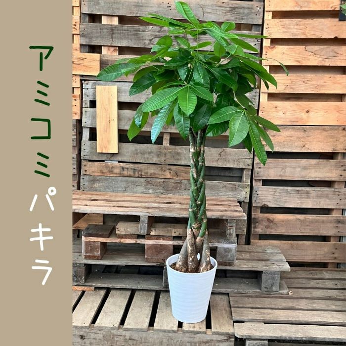 観葉植物現品販売