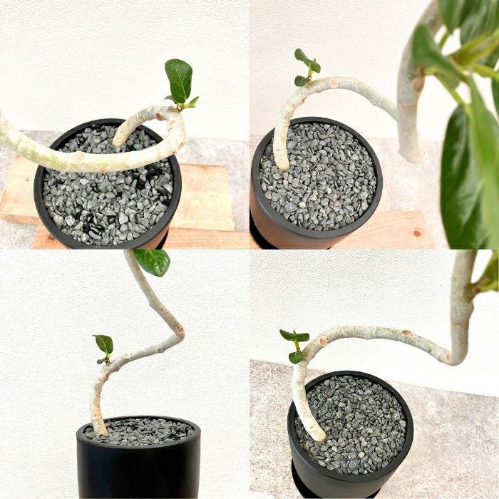 観葉植物現品販売