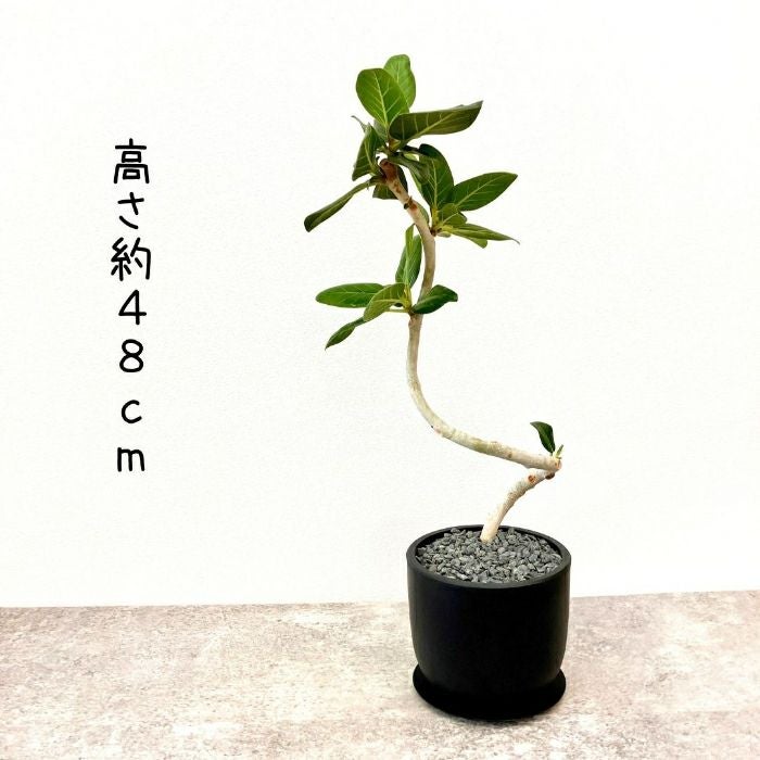 観葉植物現品販売