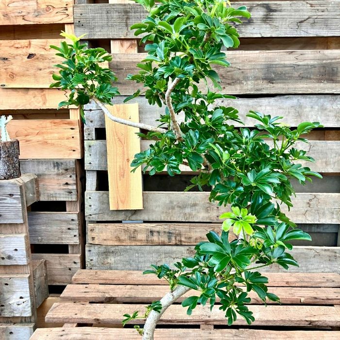 観葉植物現品販売