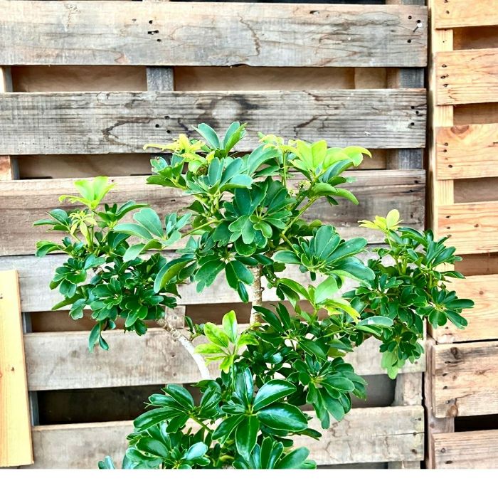 観葉植物現品販売