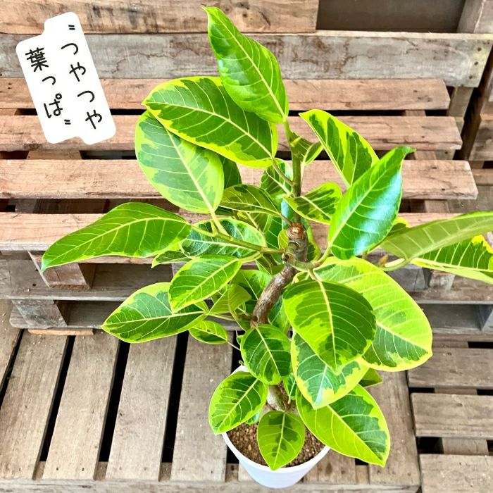 観葉植物現品販売