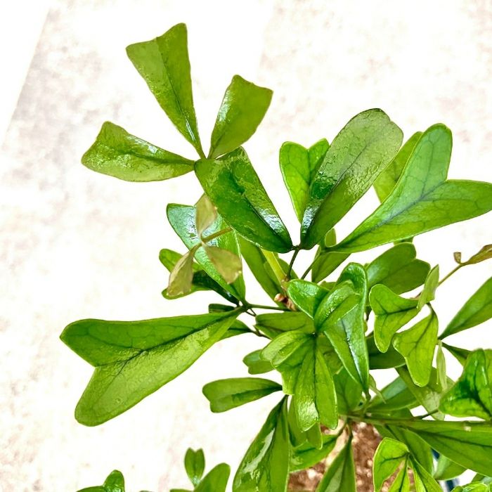 観葉植物現品販売