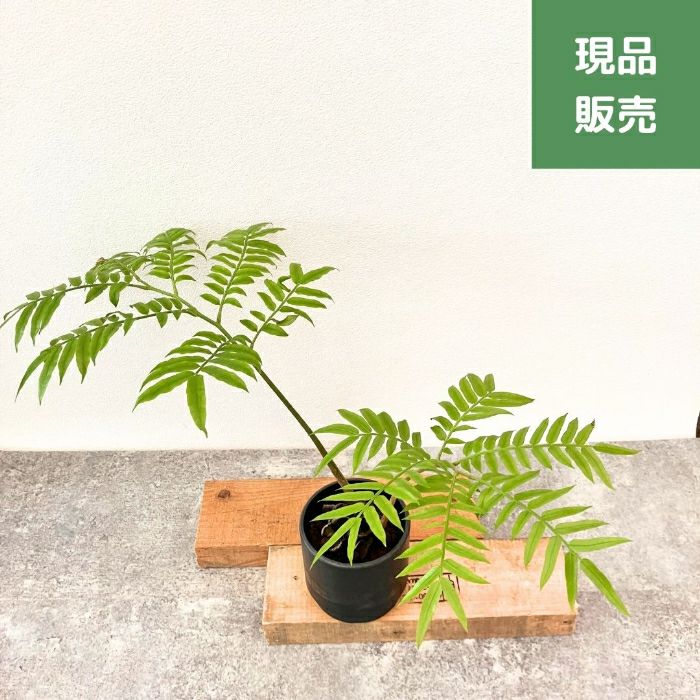 観葉植物現品販売