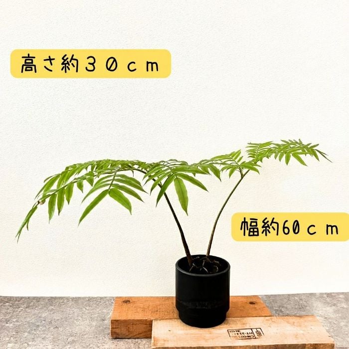 観葉植物現品販売