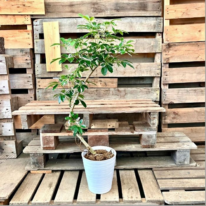 観葉植物 【現品 】シェフレラ ミルキー 曲がり樹形 希少 新品 001143