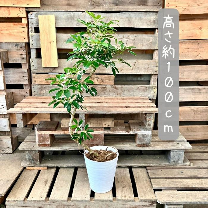 観葉植物現品販売