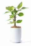 観葉植物 フィカス・アルテシーマ マットホワイト ショートポット インテリア ミニ観葉植物 卓上 開店祝い 移転祝い お祝い 新築祝い 室内 オフィス ギフト プレゼント 母の日