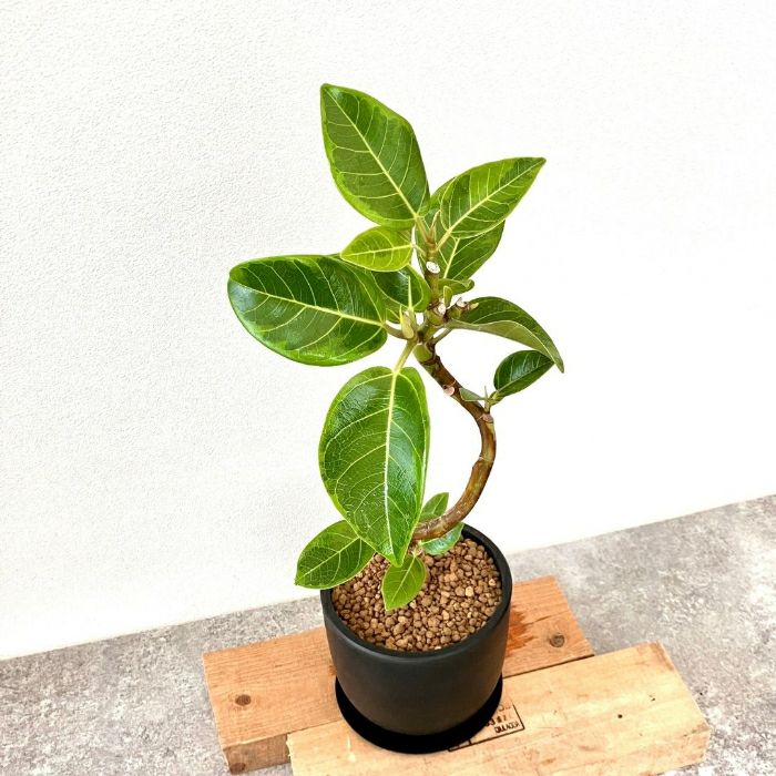 観葉植物現品販売