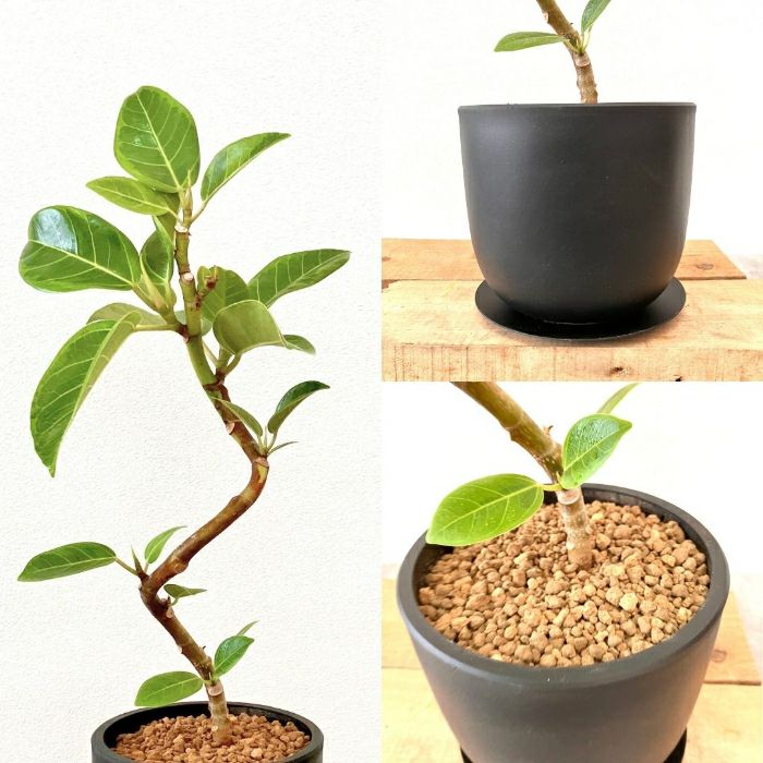 観葉植物現品販売