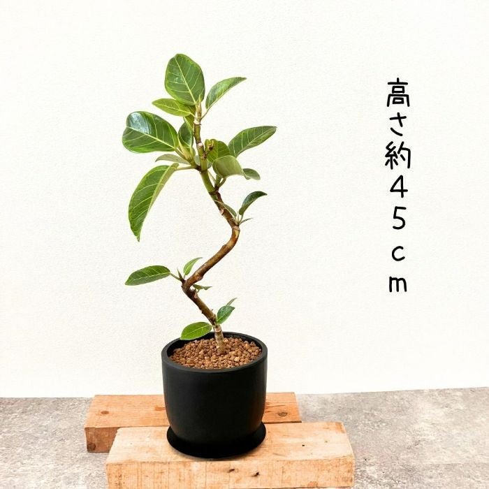 観葉植物現品販売