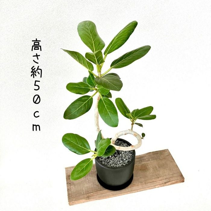 観葉植物現品販売