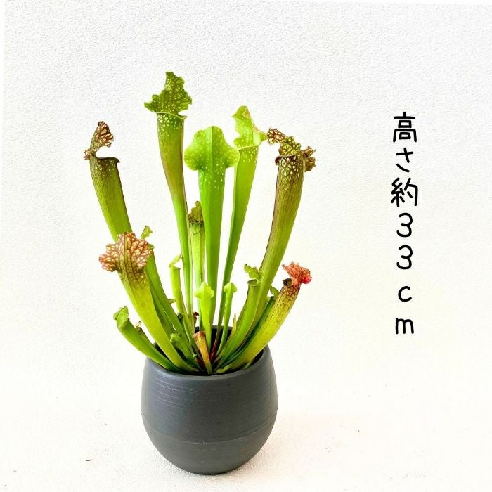観葉植物現品販売