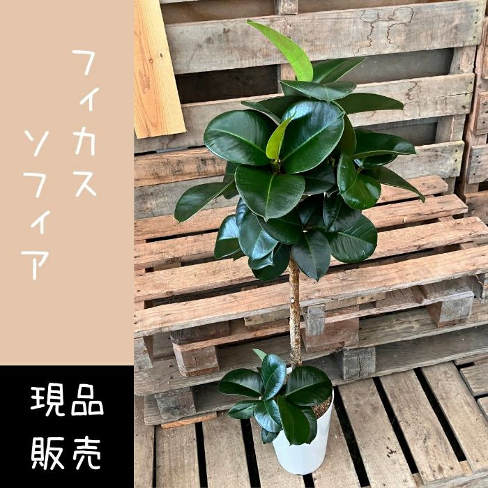 観葉植物現品販売