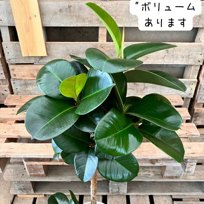 観葉植物現品販売