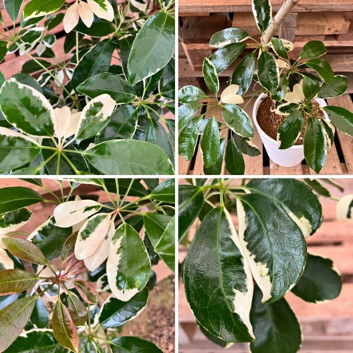 観葉植物現品販売