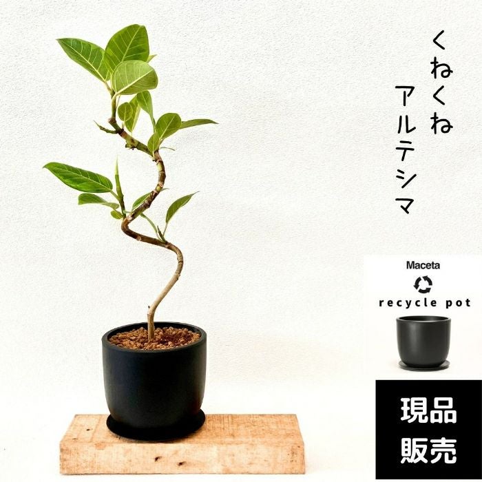 観葉植物現品販売