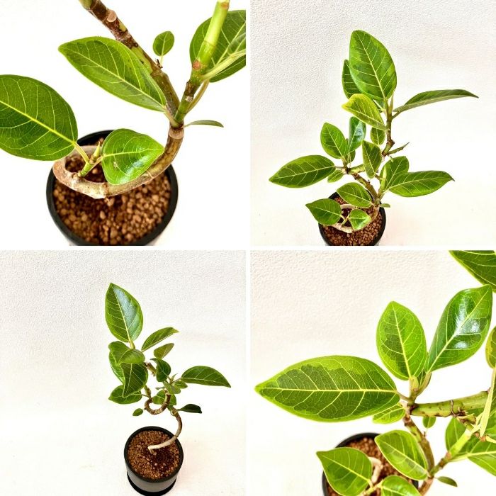 観葉植物現品販売