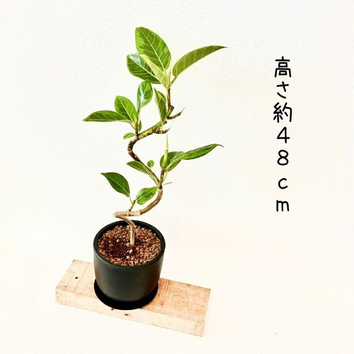 観葉植物現品販売