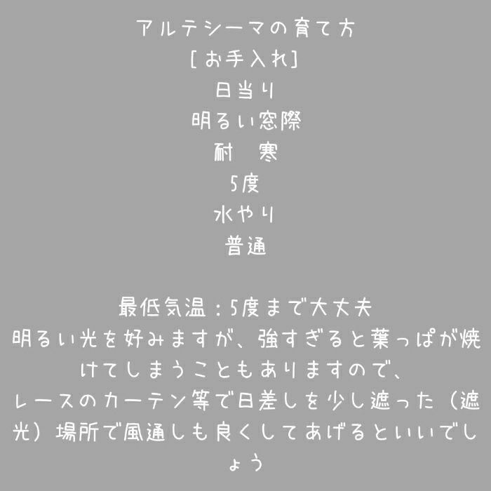 観葉植物現品販売