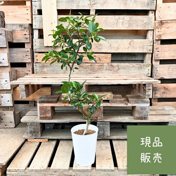 観葉植物現品販売