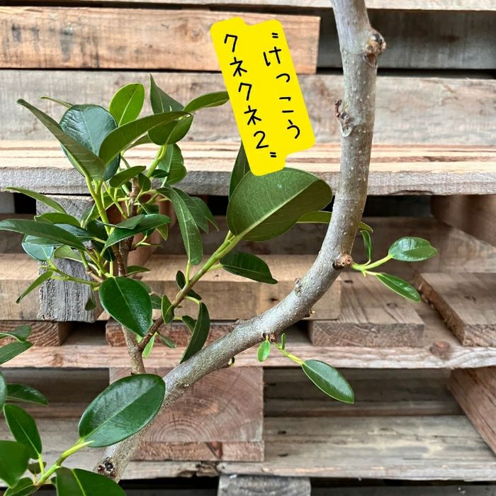 観葉植物現品販売