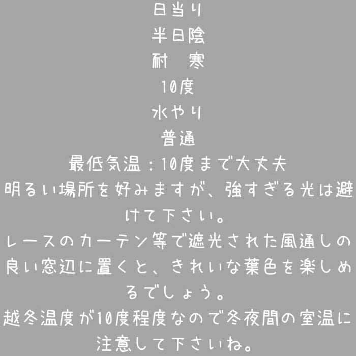 観葉植物現品販売