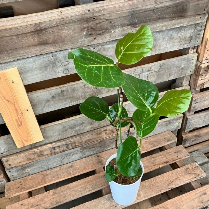 観葉植物現品販売