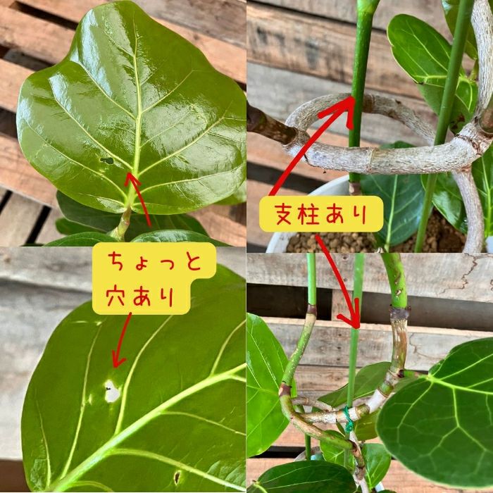 観葉植物現品販売