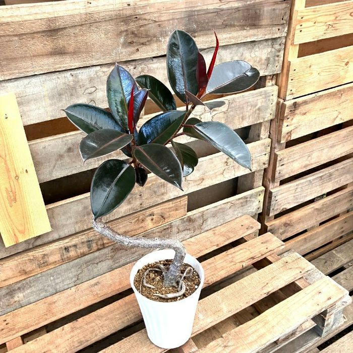 観葉植物現品販売