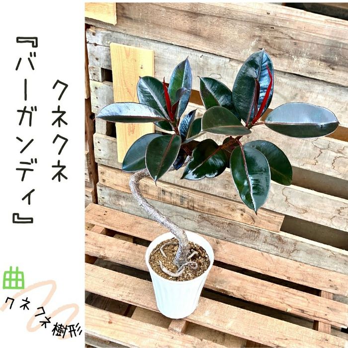 観葉植物現品販売