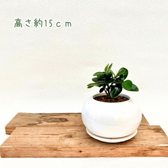 観葉植物現品販売