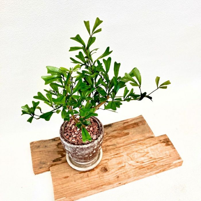 観葉植物現品販売