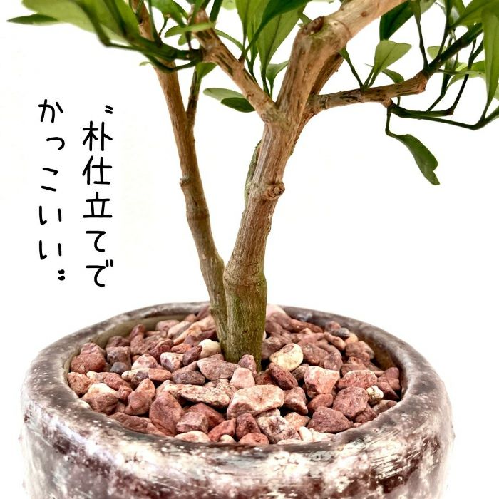 観葉植物現品販売