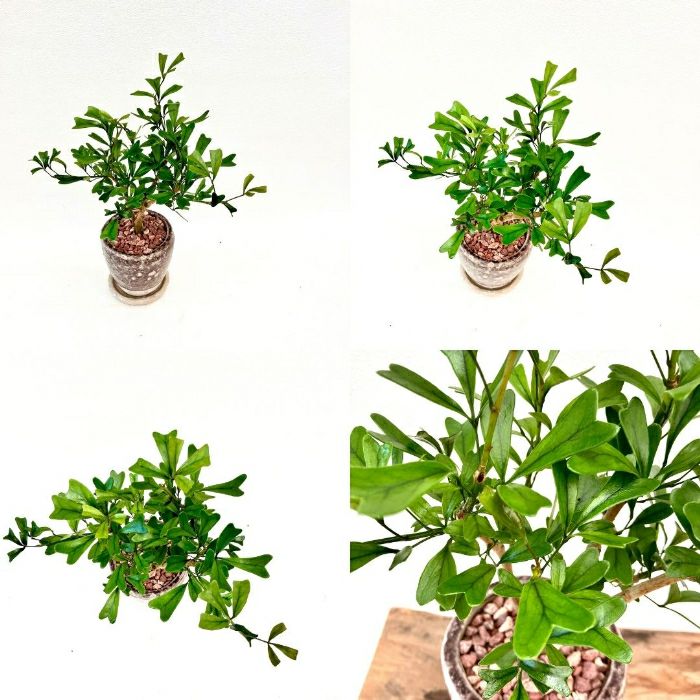 観葉植物現品販売