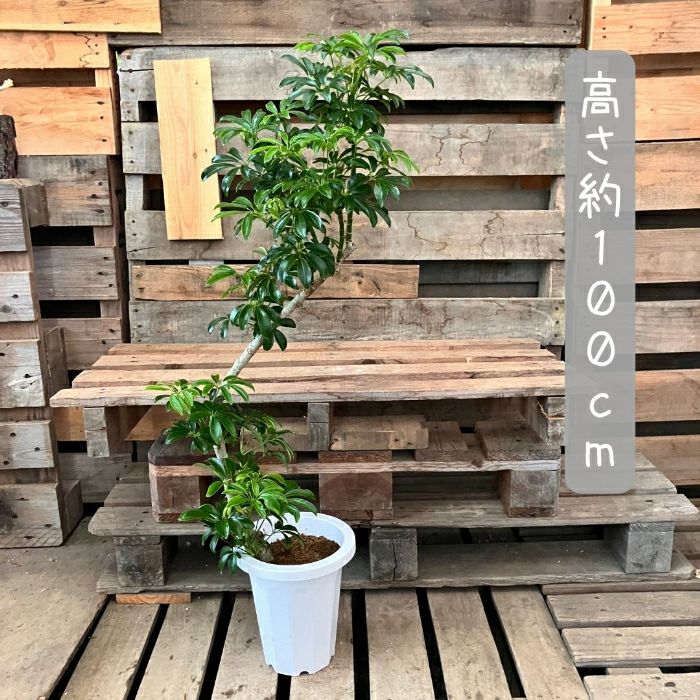 観葉植物現品販売