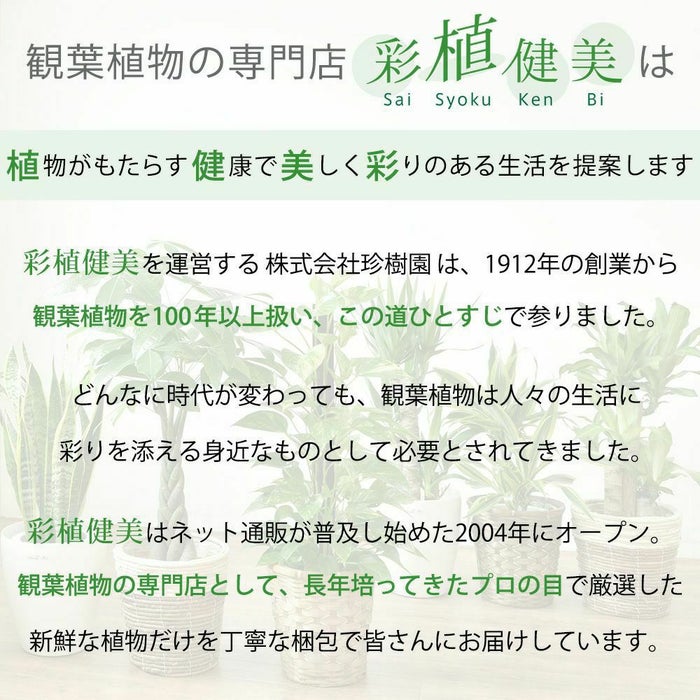 ルーケト鉢カバー 6号用