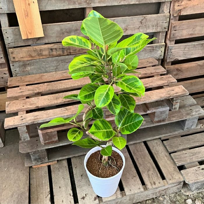 観葉植物 ☆現品☆ らせん樹形 アルテシマ 幹太 新品 001171