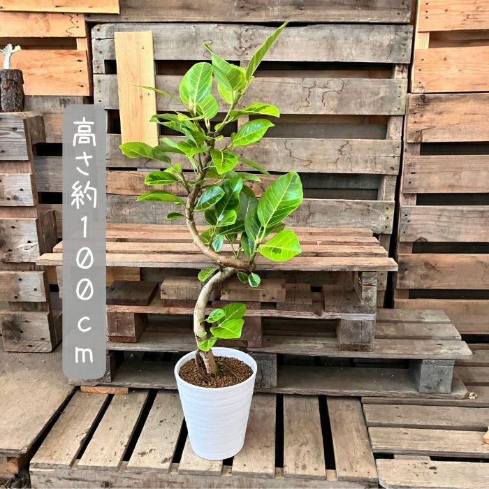 観葉植物現品販売