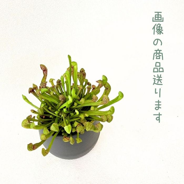 観葉植物現品販売