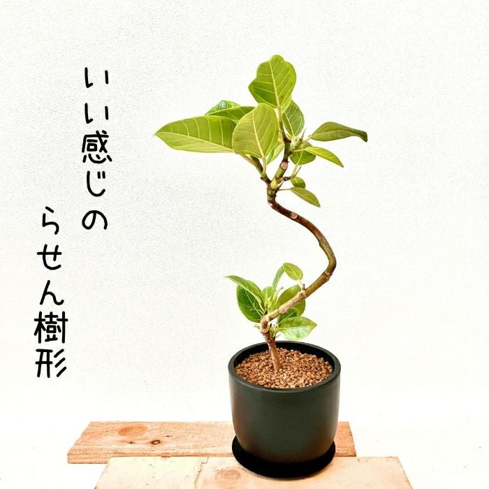 観葉植物現品販売