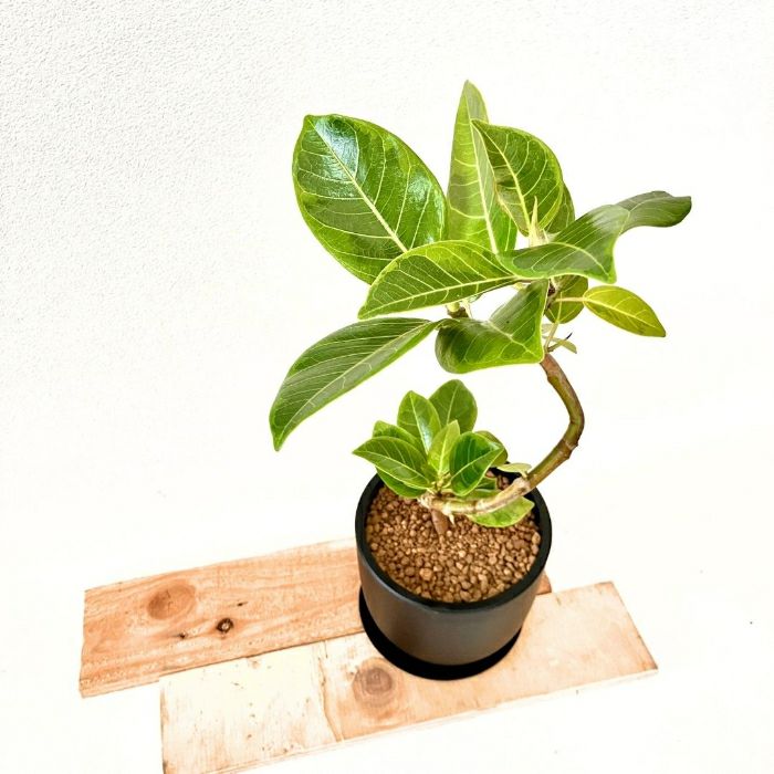 観葉植物現品販売