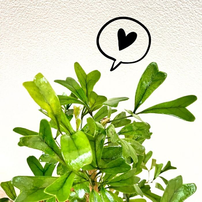 観葉植物現品販売