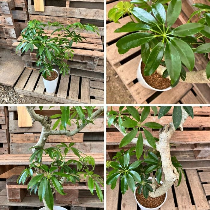 観葉植物現品販売