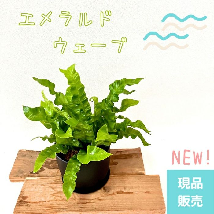 観葉植物現品販売