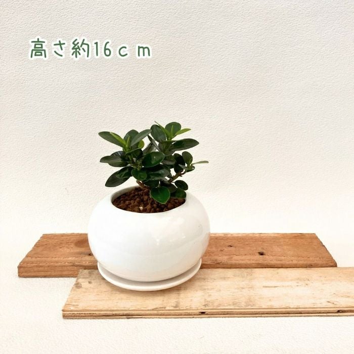 観葉植物現品販売