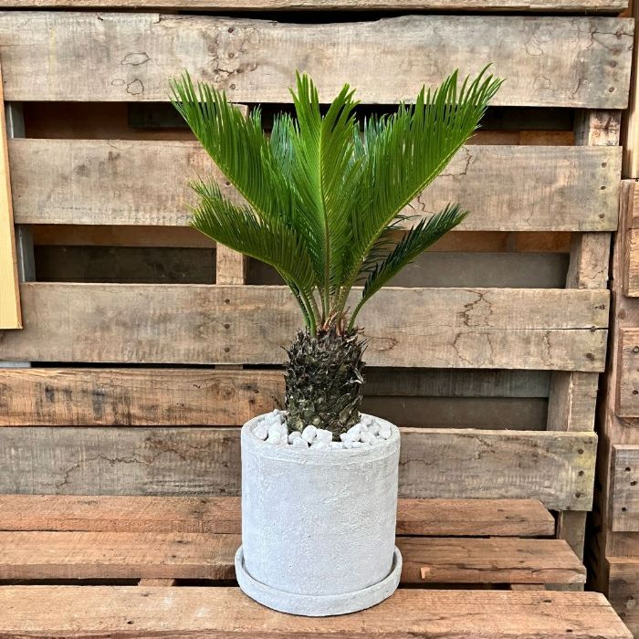 観葉植物 【現品】☆屋外用☆ おしゃれな陶器鉢入り ソテツ (蘇鉄）001183